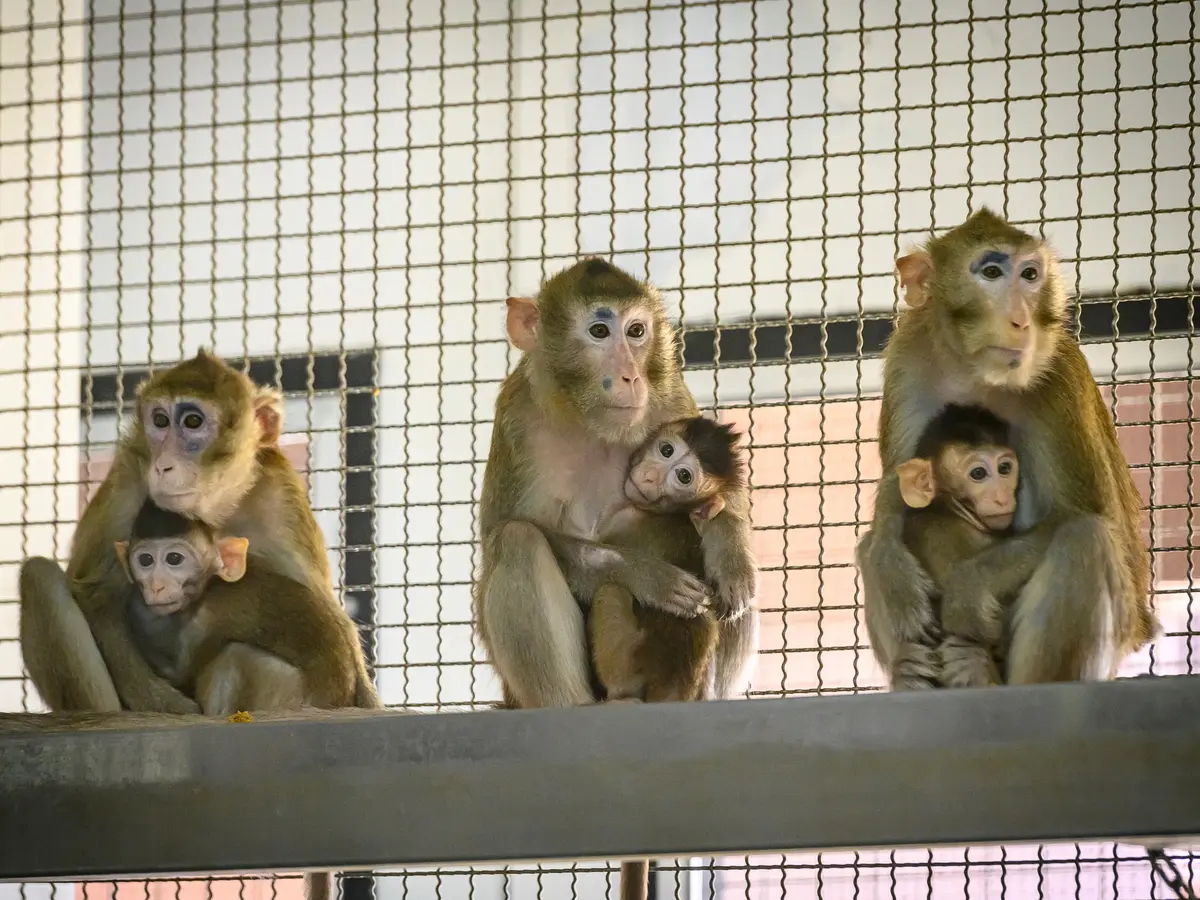 身价17万的实验猴！野生实验猴已进石器时代，用石头过度开发资源