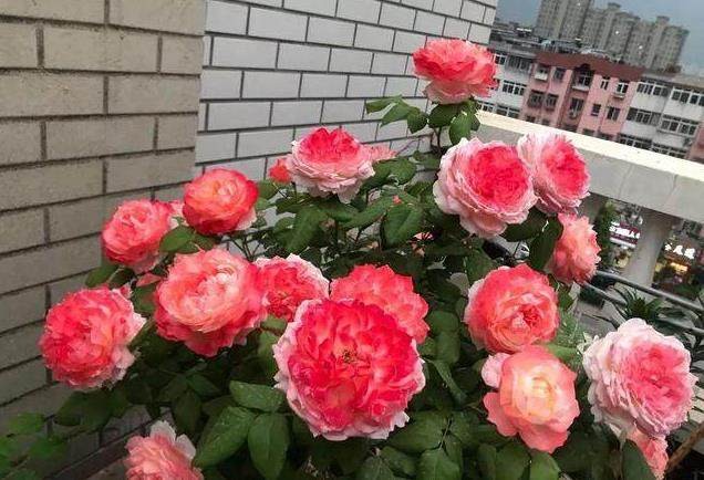 巴掌大月季,月季埋土里可以长出新的月季