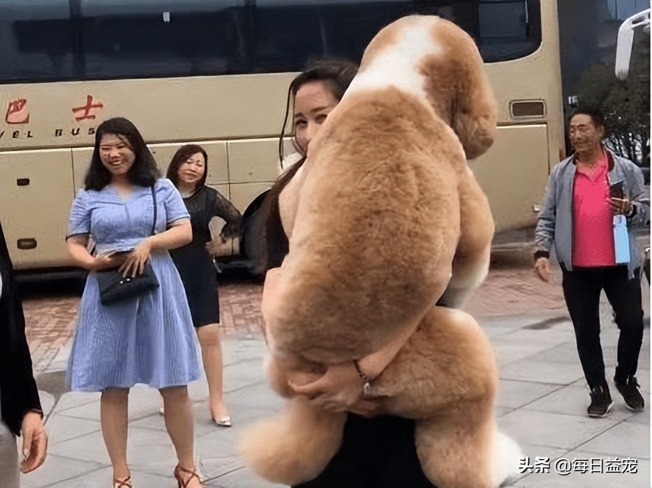 带巨型贵宾犬出门,巨型贵宾犬太调皮