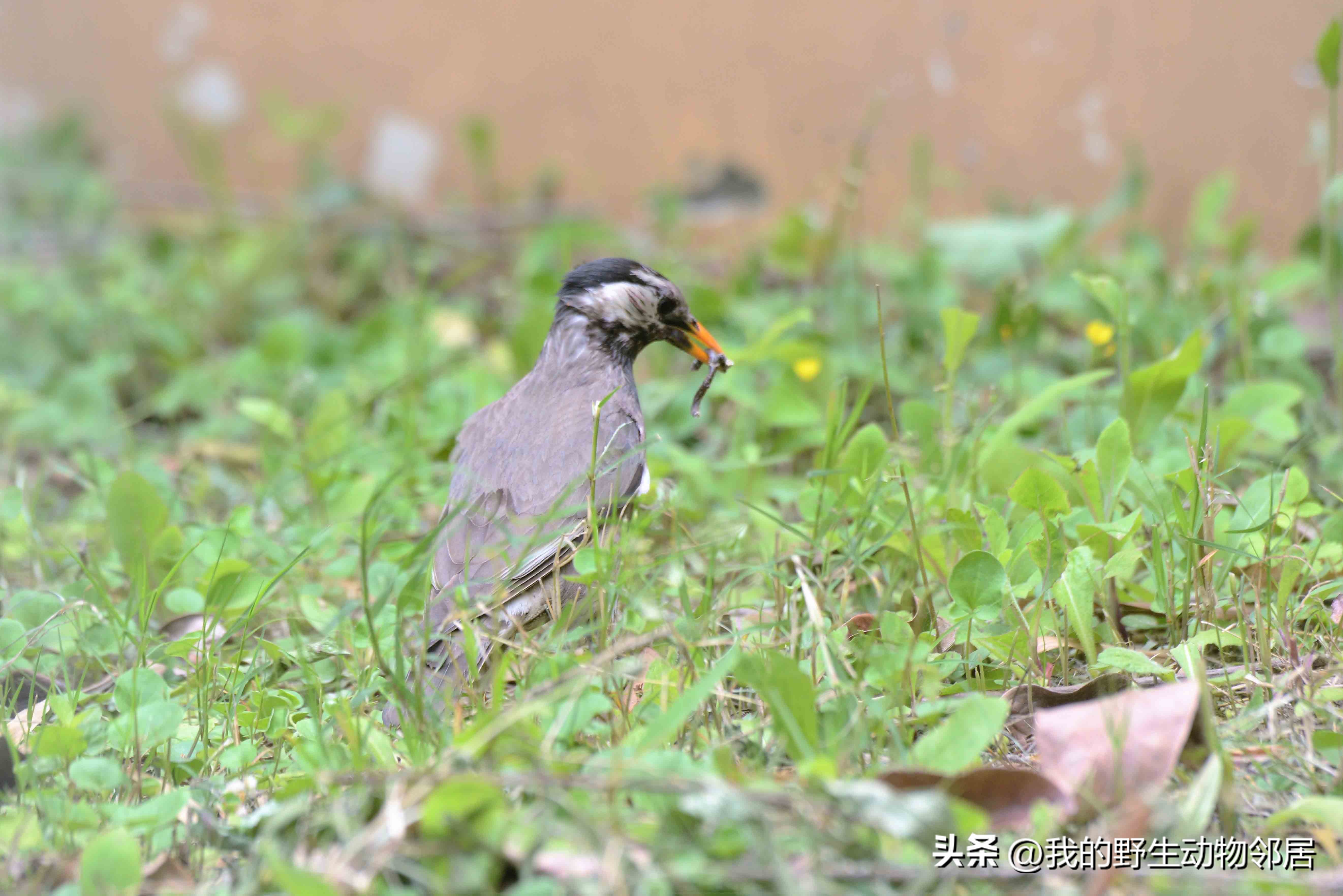 上海野生动物园百鸟园,上海野生鸟类种类有多少
