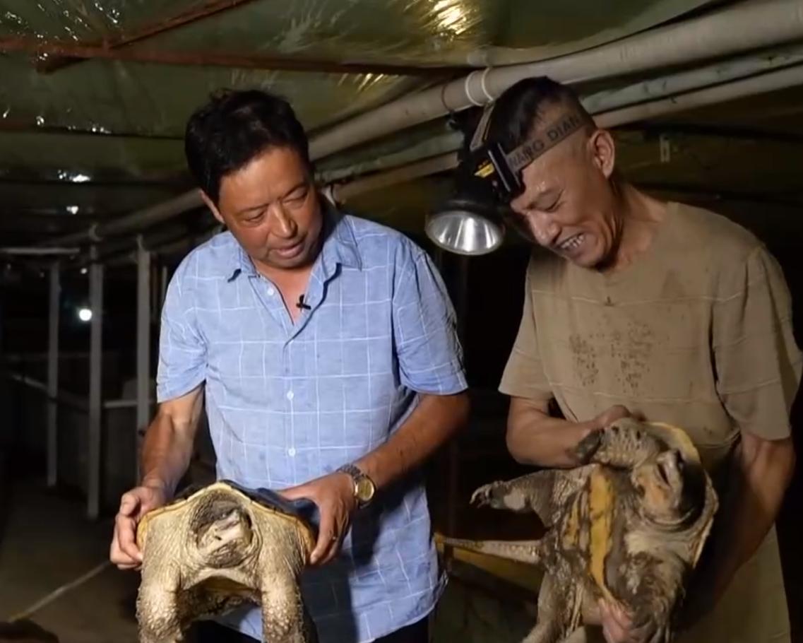 甲鱼养殖大棚建造图,温室大棚养甲鱼一亩能挣多少钱