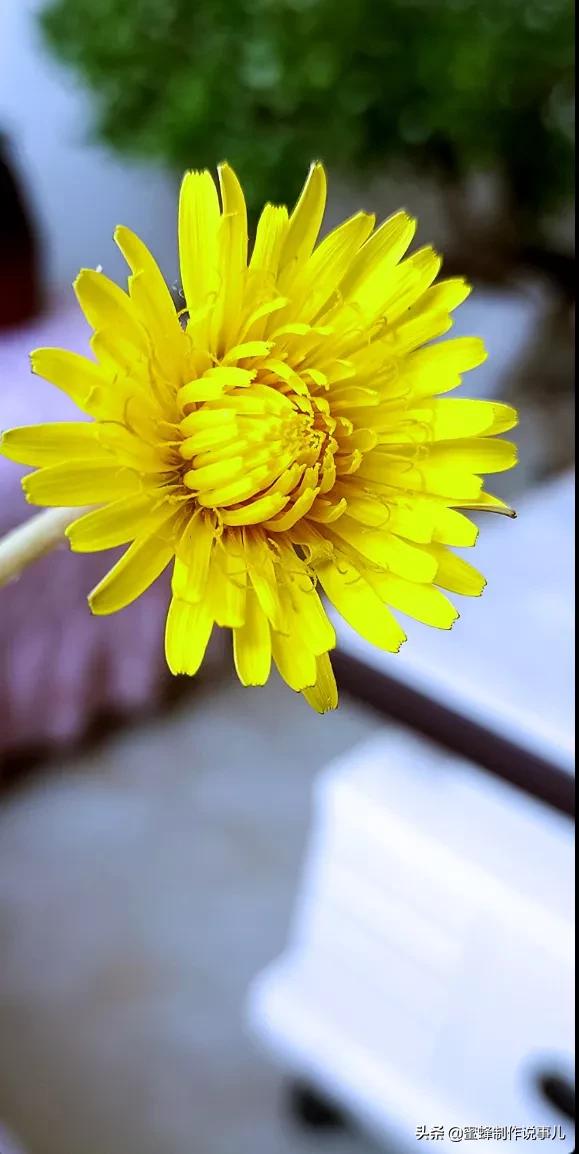 鸟语花香百花争艳让人陶醉,宁静祥和鸟语花香