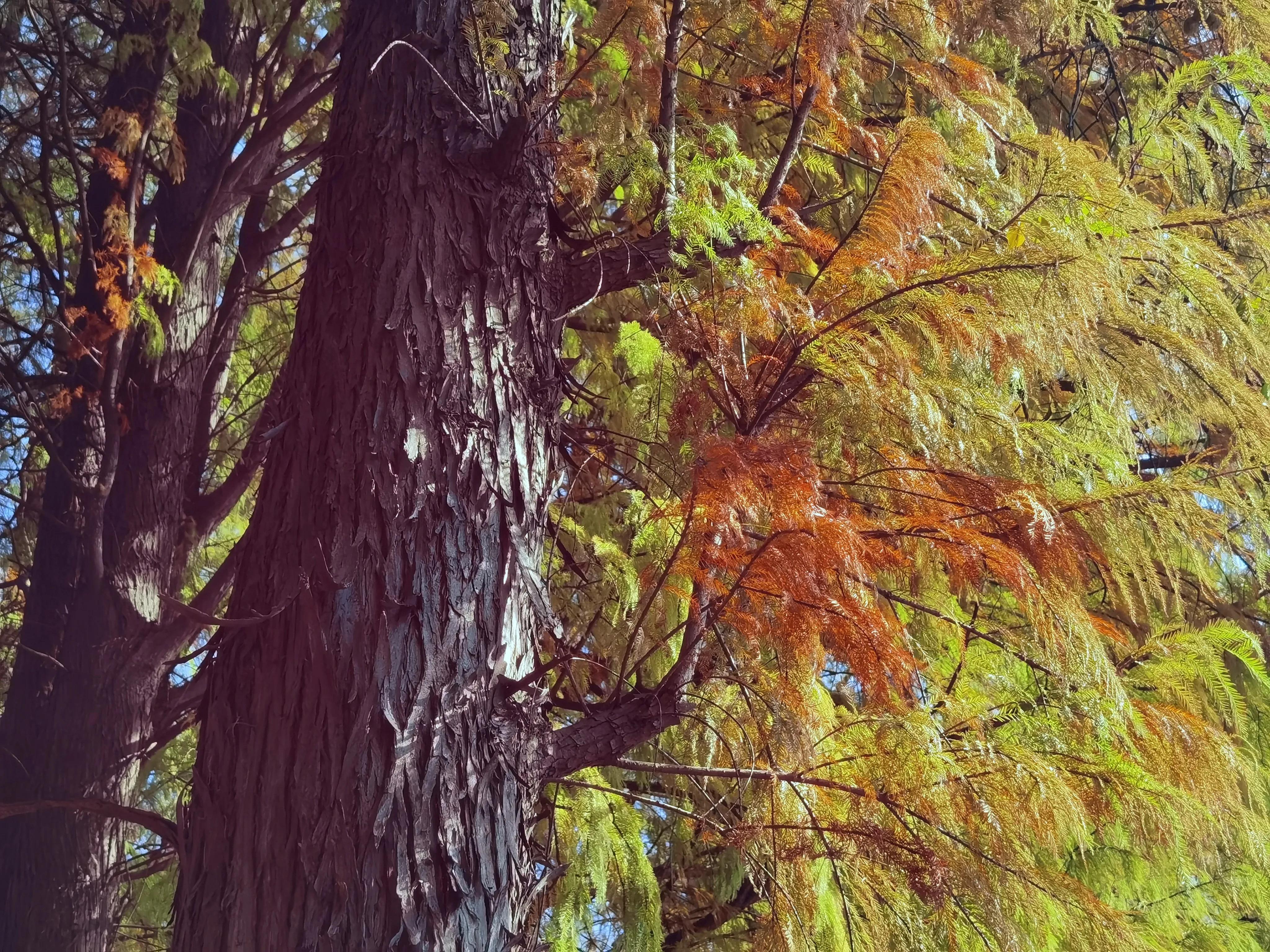 桂林的桂湖在哪里,桂林两江四湖之桂湖