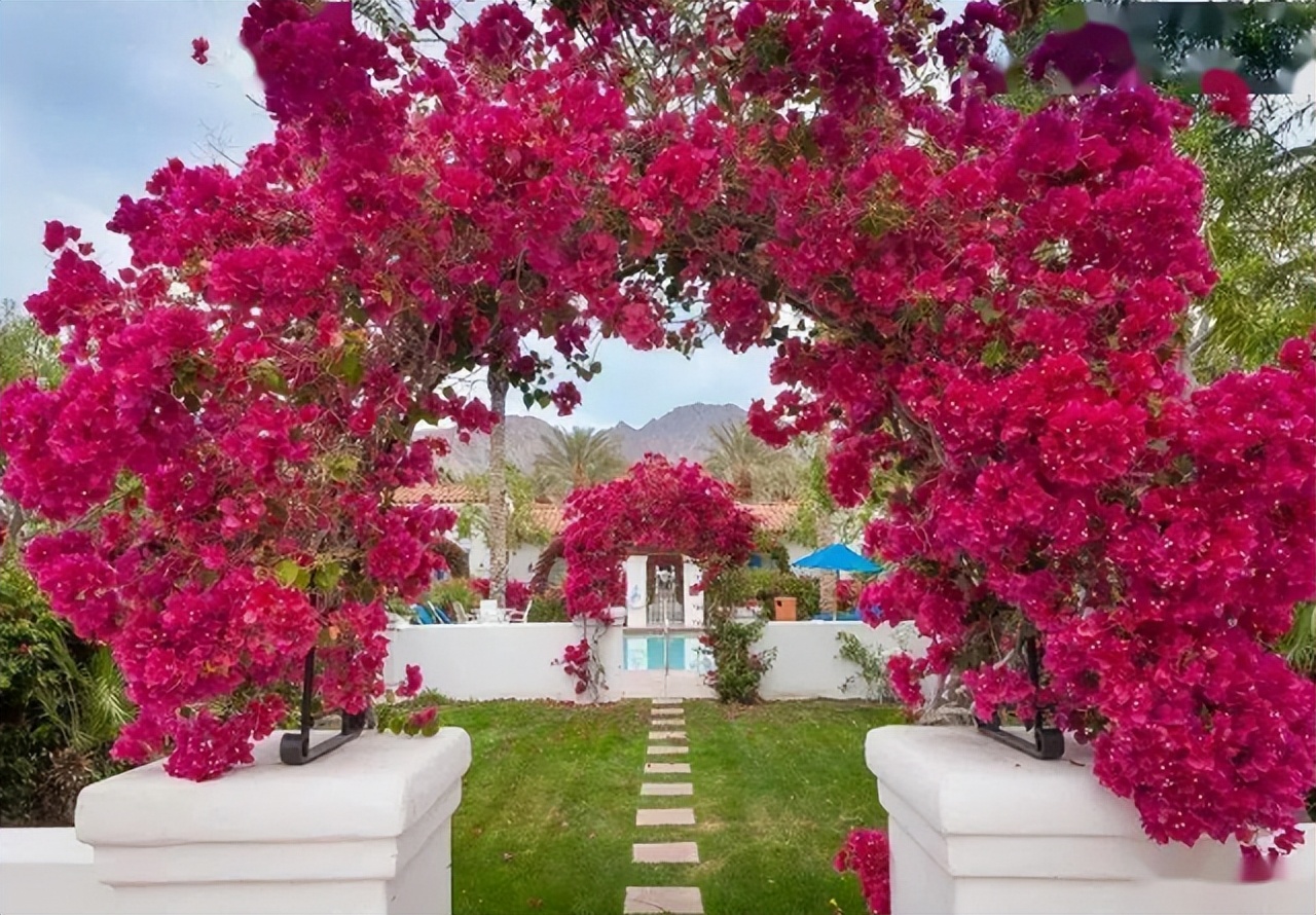 它是“花中劳模”，种植简单，开花量较多，庭院阳台皆可种