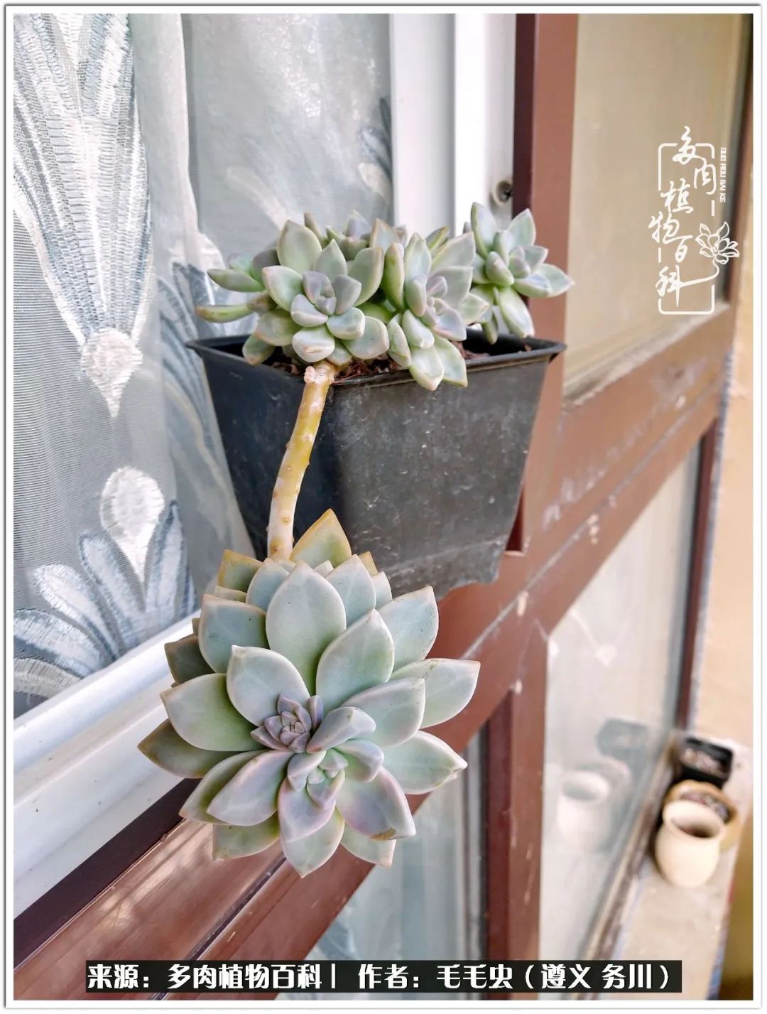 多肉可抵岁月,多肉之花语