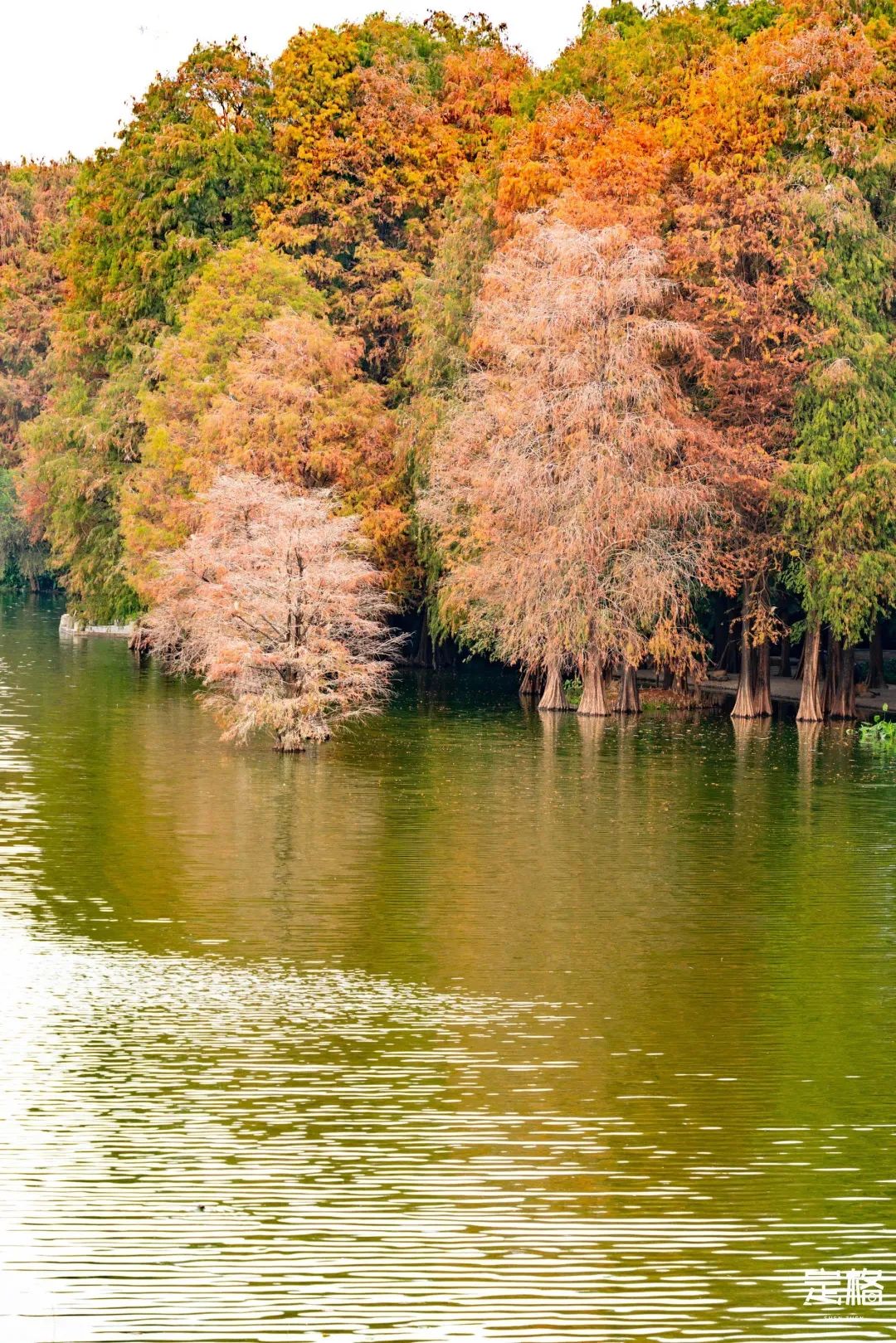 深圳免费露营的公园推荐,深圳22个露营公园