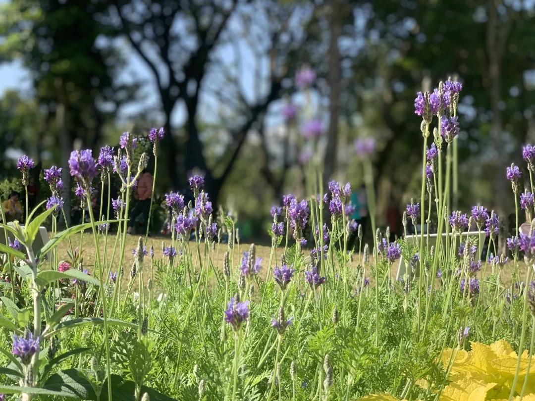 66万盆菊花东湖公园菊花展,东湖公园菊花展有哪些菊花