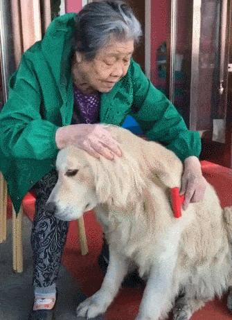 金毛对比拉布拉多哪个好,金毛vs柯基优缺点