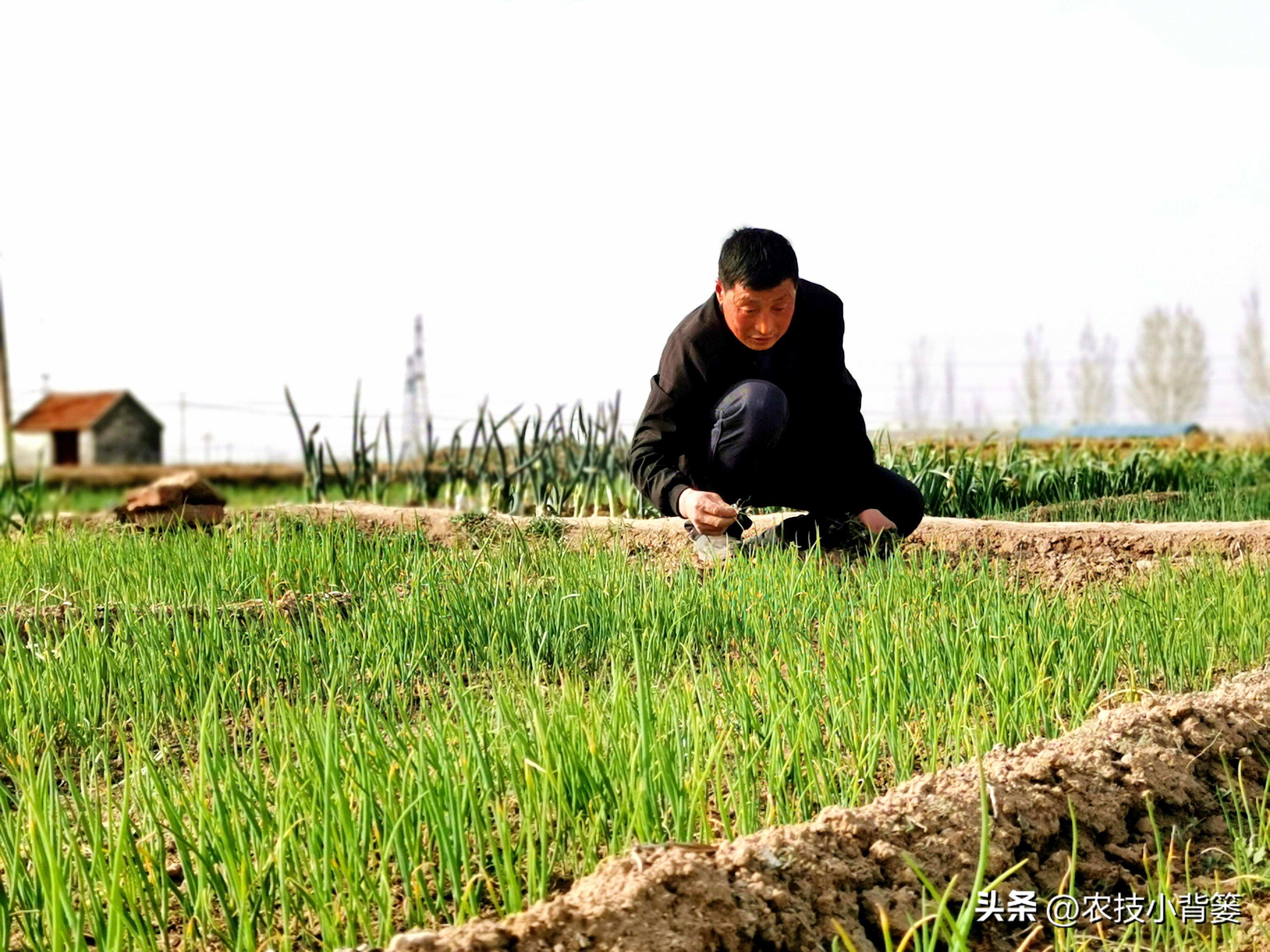 小香葱种植时间和方法视频,小香葱的种植方法和时间