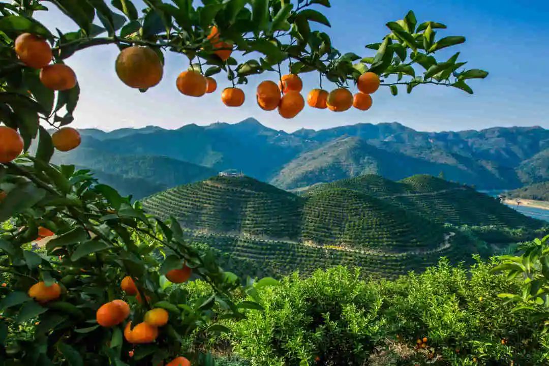 广西沃柑十大最甜柑橘,广西南宁柑橘类水果大量上市