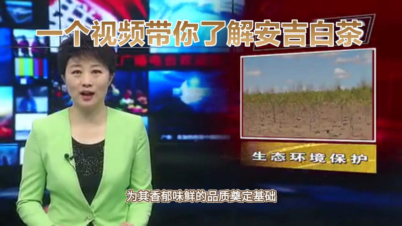 安吉白茶茶知识,茶知识白茶普及讲解