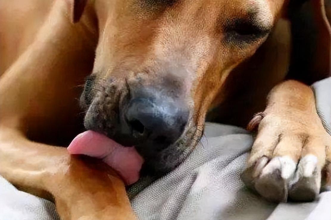 怎么样才能溺爱狗狗,被溺爱的狗狗如何纠正