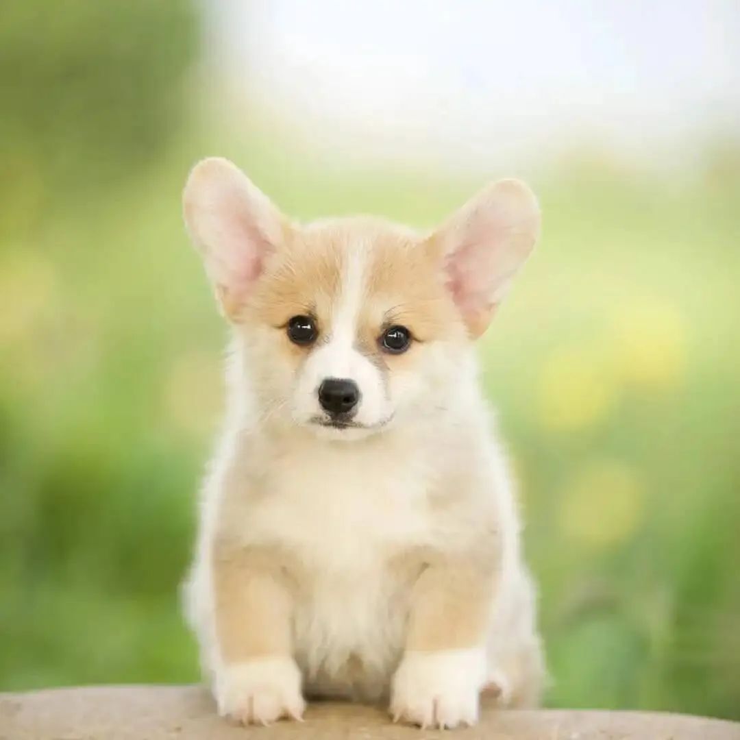 狗狗得细小症状有哪些,狗狗细小传染人吗