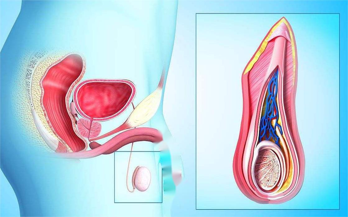 前列腺理疗什么意思,前列腺理疗是什么意思