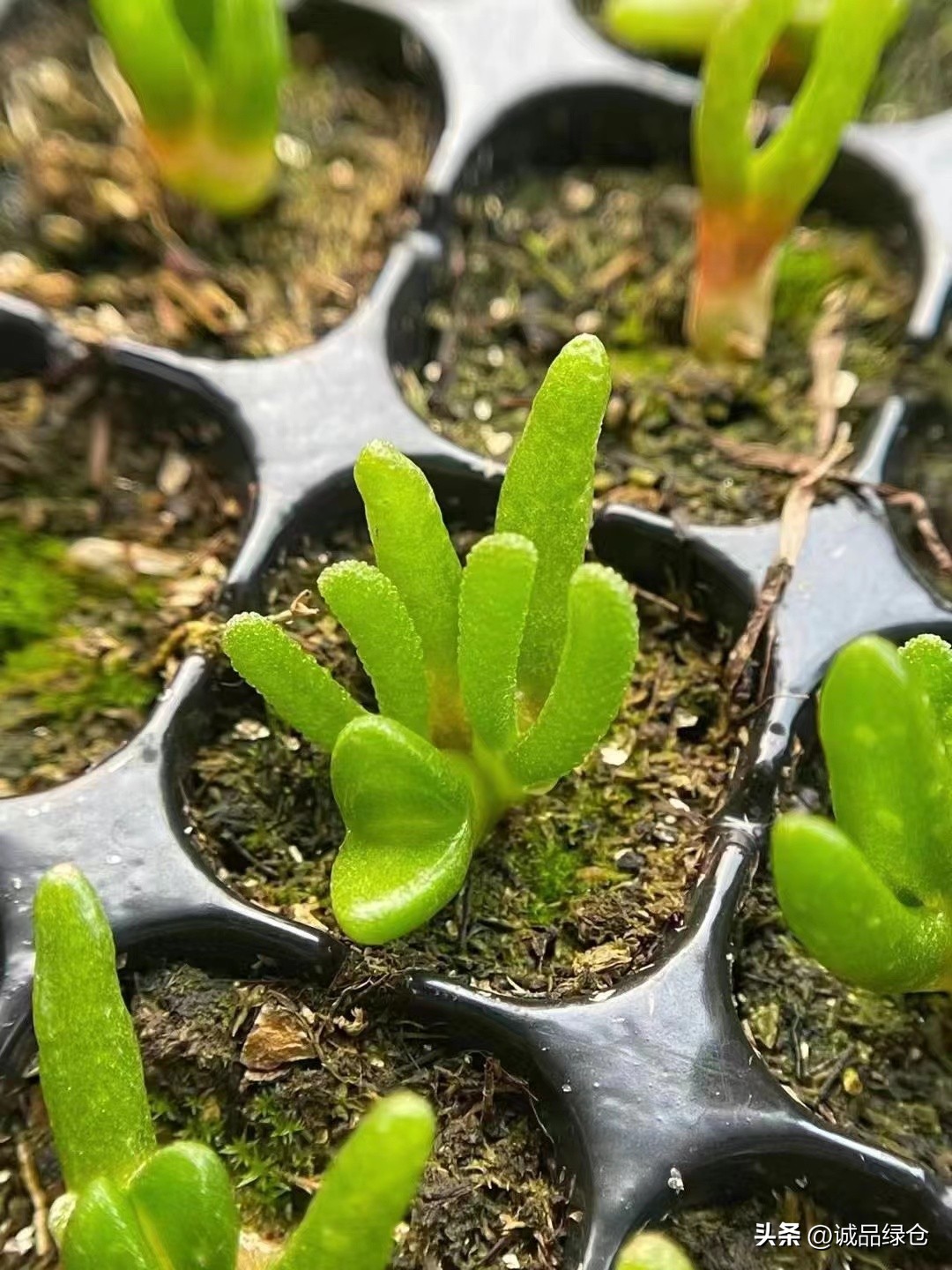 十大最萌的多肉植物,十大稀奇的多肉植物