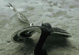 最新研究称章鱼或于5亿年前来到地球,为何总说章鱼是外星生物?