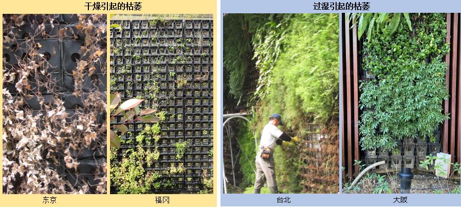 绿化养护多久一次最好,日本人绿化养护