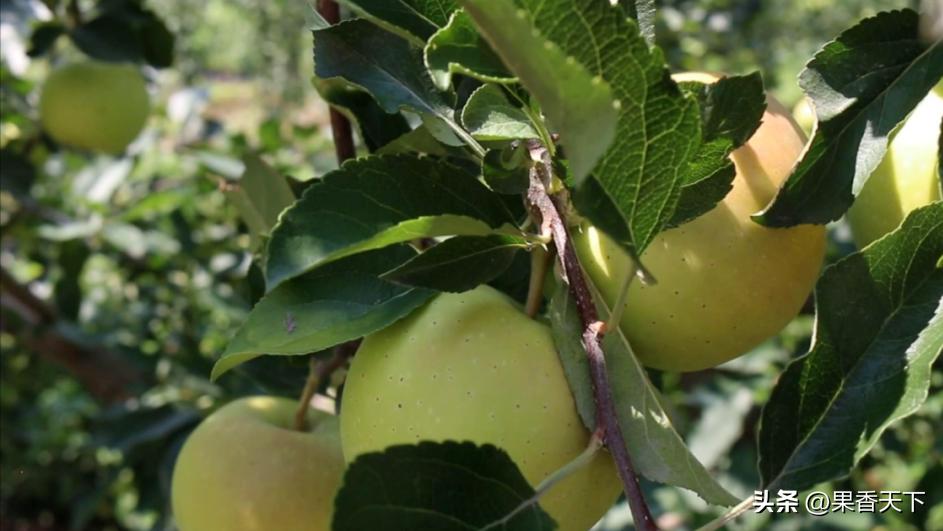 嘎啦苹果还能“活”多久？