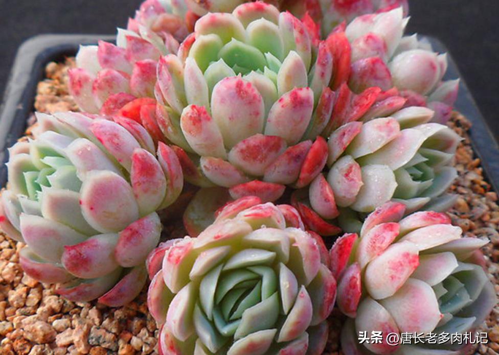 冰莓多肉怎么养护,多肉冰玫瑰换盆换多大的