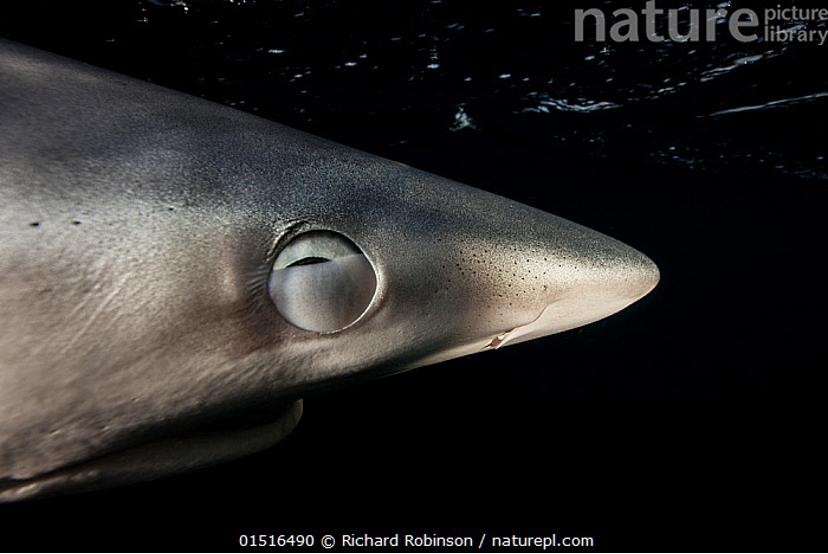 鱼眼睛有没有眼皮,鱼有没有眼皮