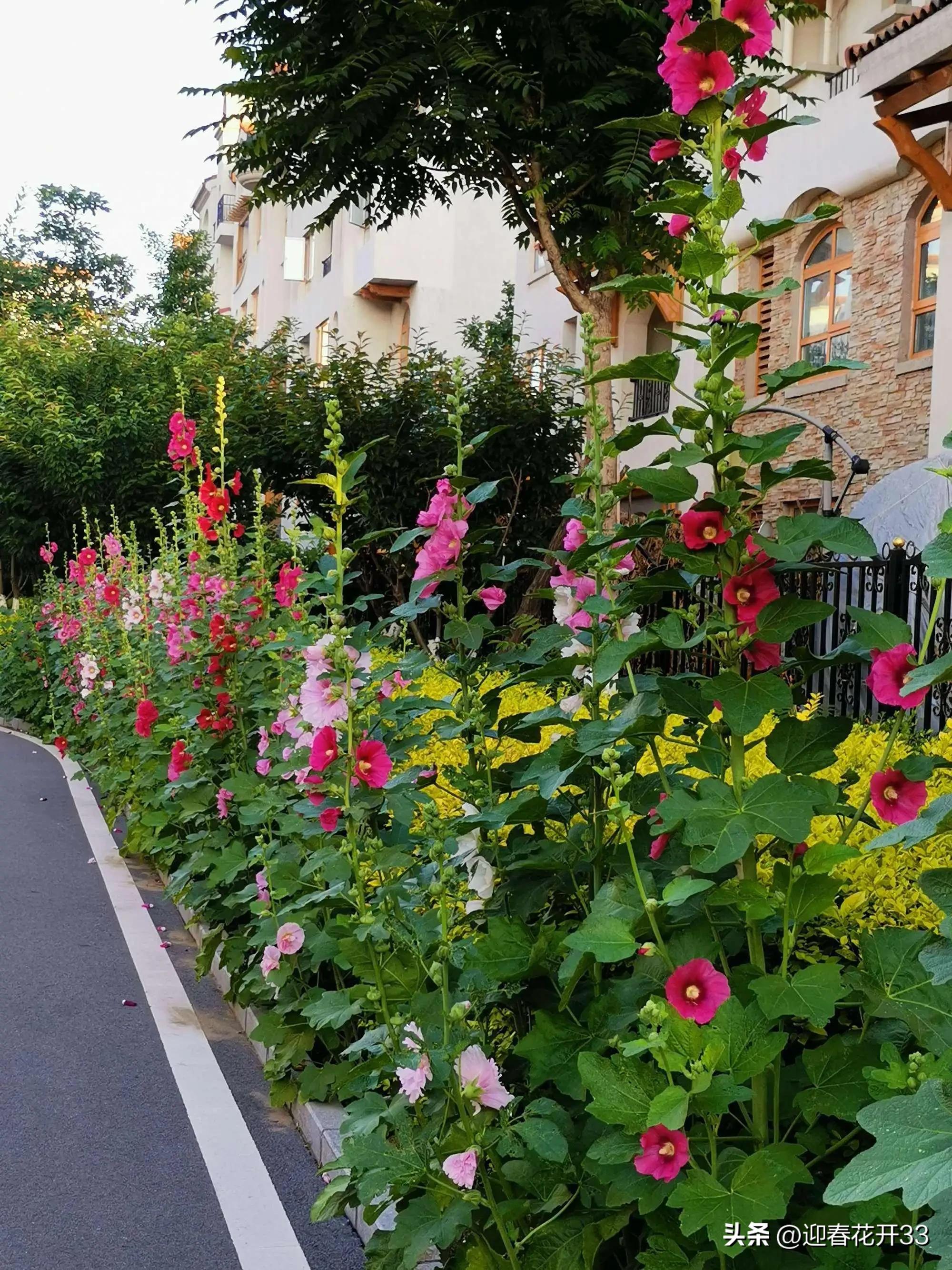 濂跺ザ鐖卞吇鐨勮姳,鐖卞吇鑺辩殑鑰佸お澶吇鐨勮姳鐪熷ソ