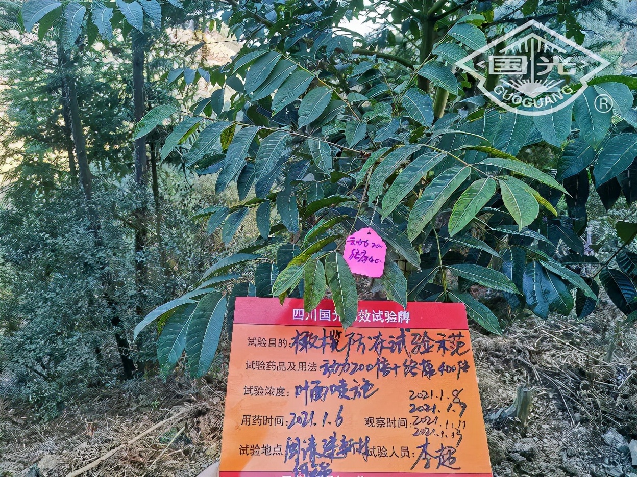 橄榄保暖,橄榄防冻害