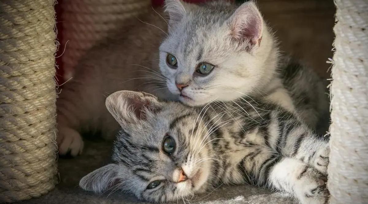 仓鼠咬人全身皮肤变成火龙果事件,杭州一女子买仓鼠得恙虫病