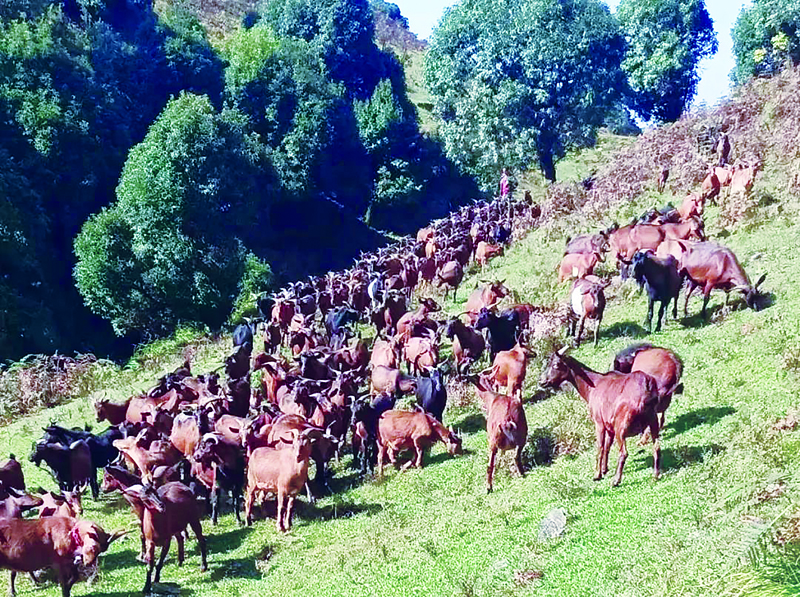 德宏州芒市中山乡,德宏芒市中山镇
