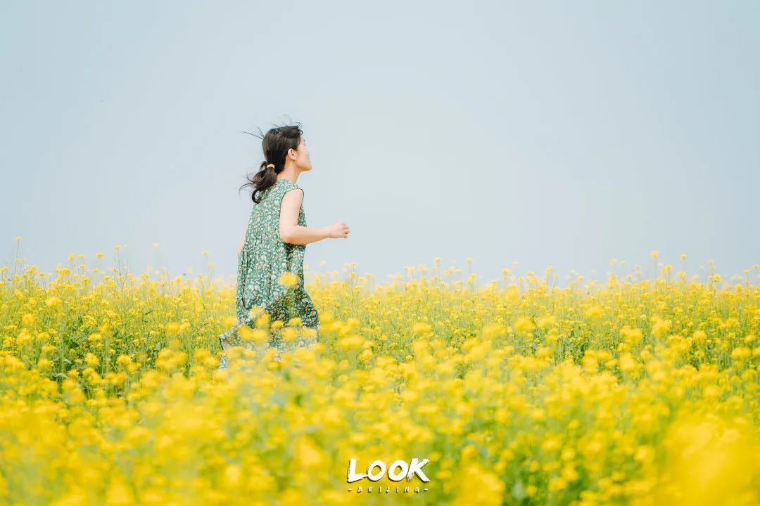 北京居庸关花海栈道,北京四季花海景区