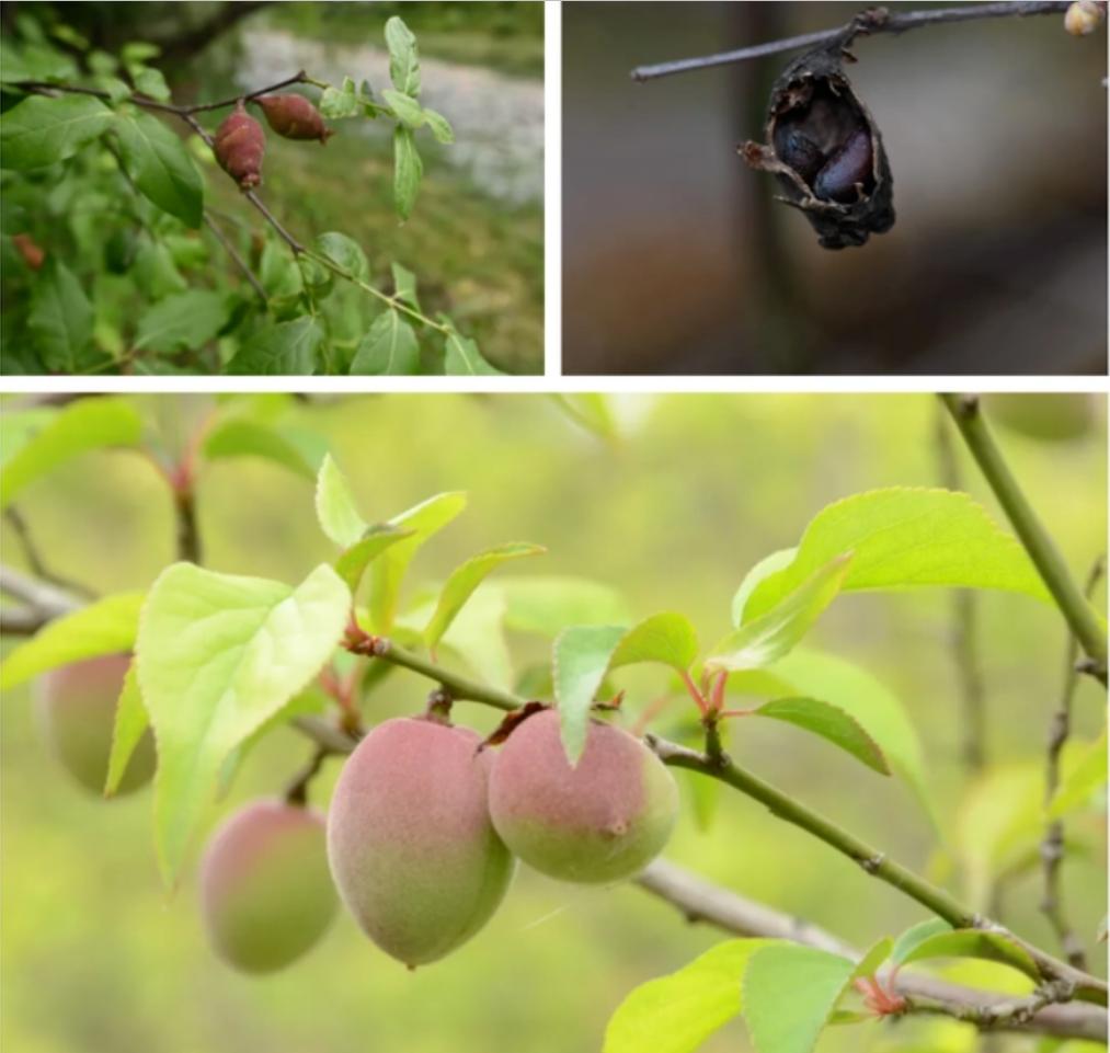 腊梅是在腊月开的,梅花是蜡梅还是腊梅