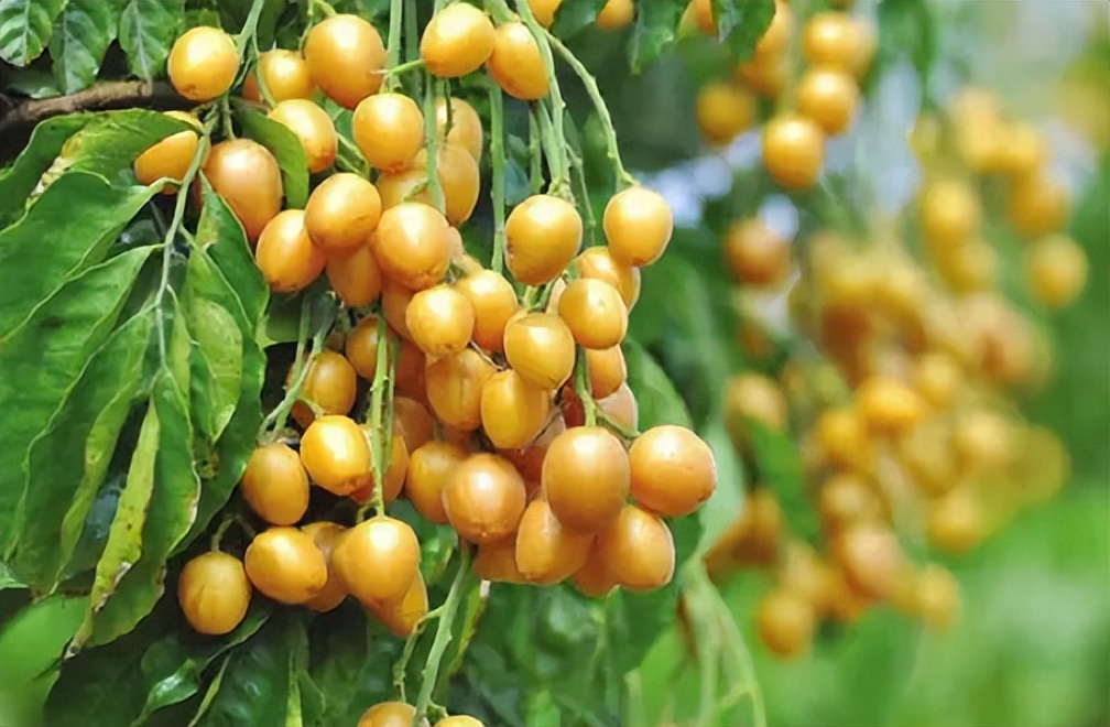 南方十大好吃水果有哪些,南方十大水果