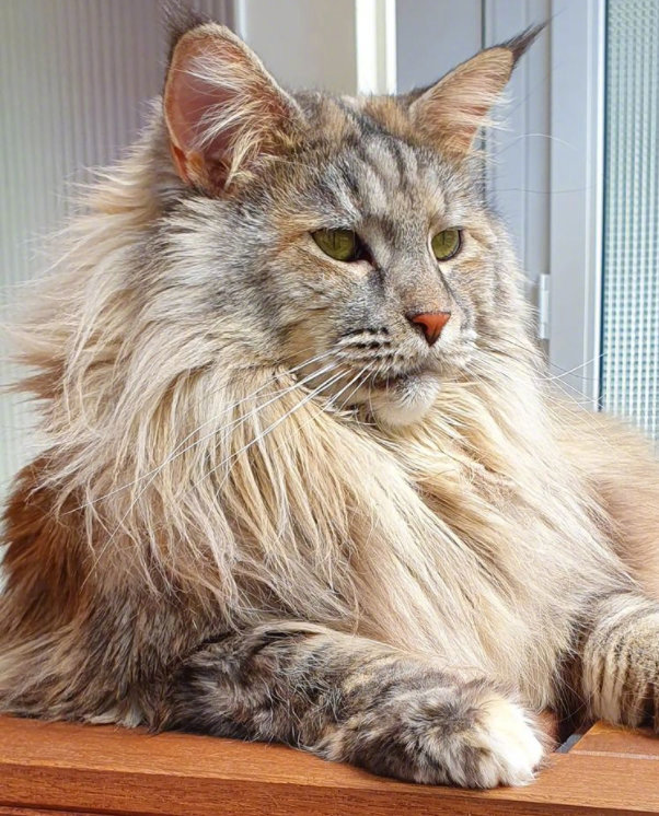 为什么缅因猫幼崽便宜很多,缅因猫为什么不建议养