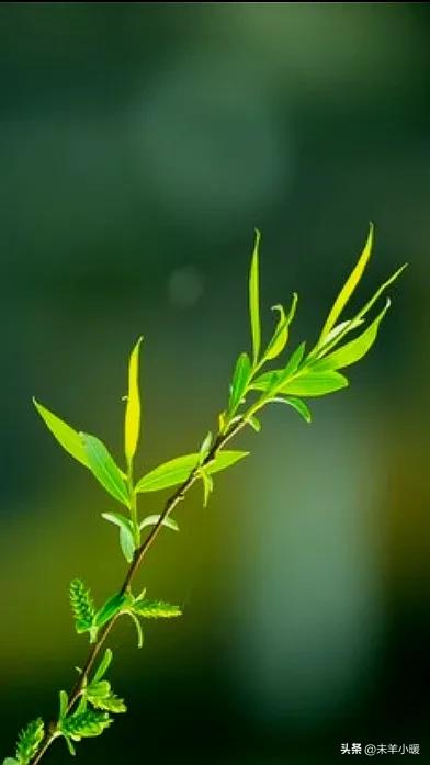 最美的手机壁纸大全,养眼养心的壁纸