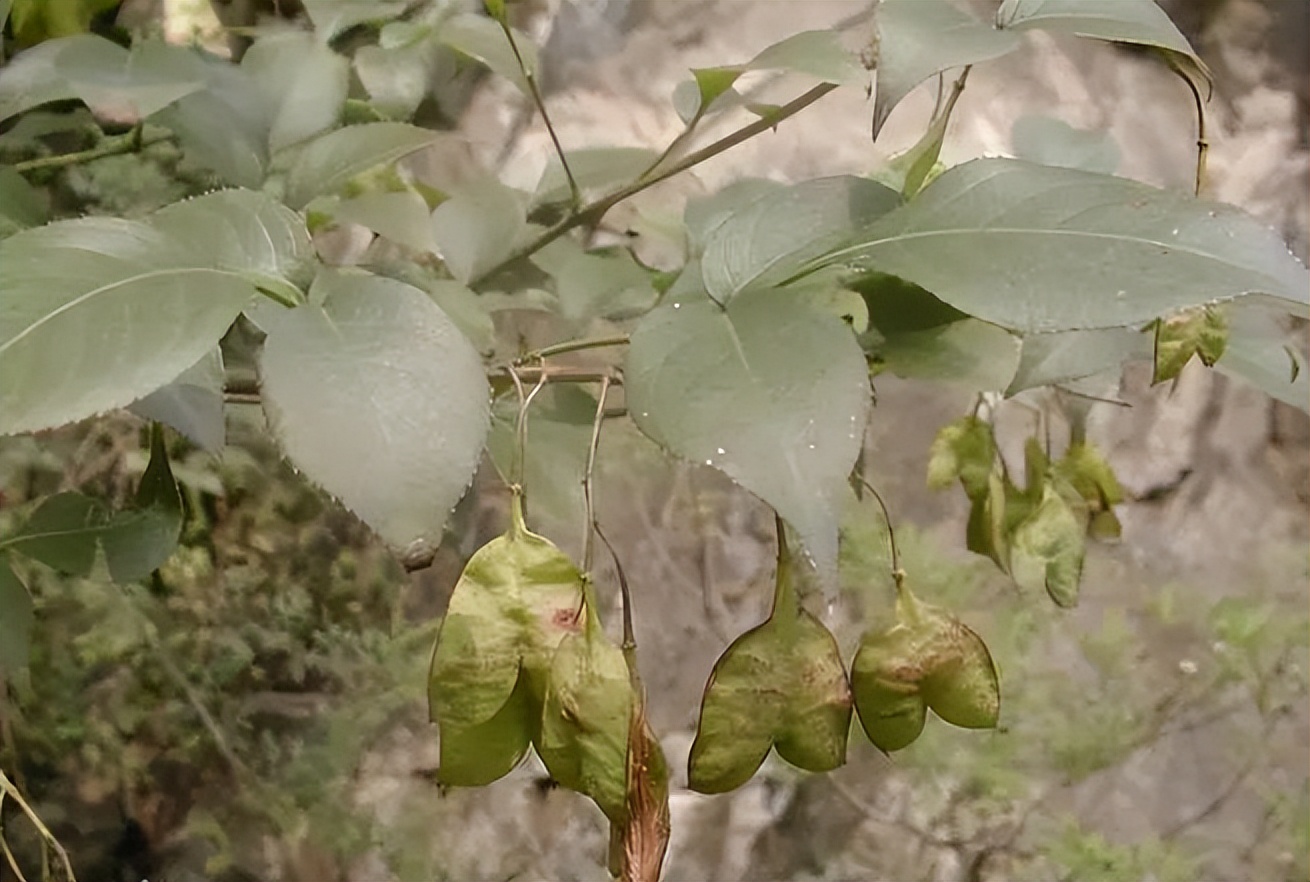 植物识别小口诀，总结的太全了！