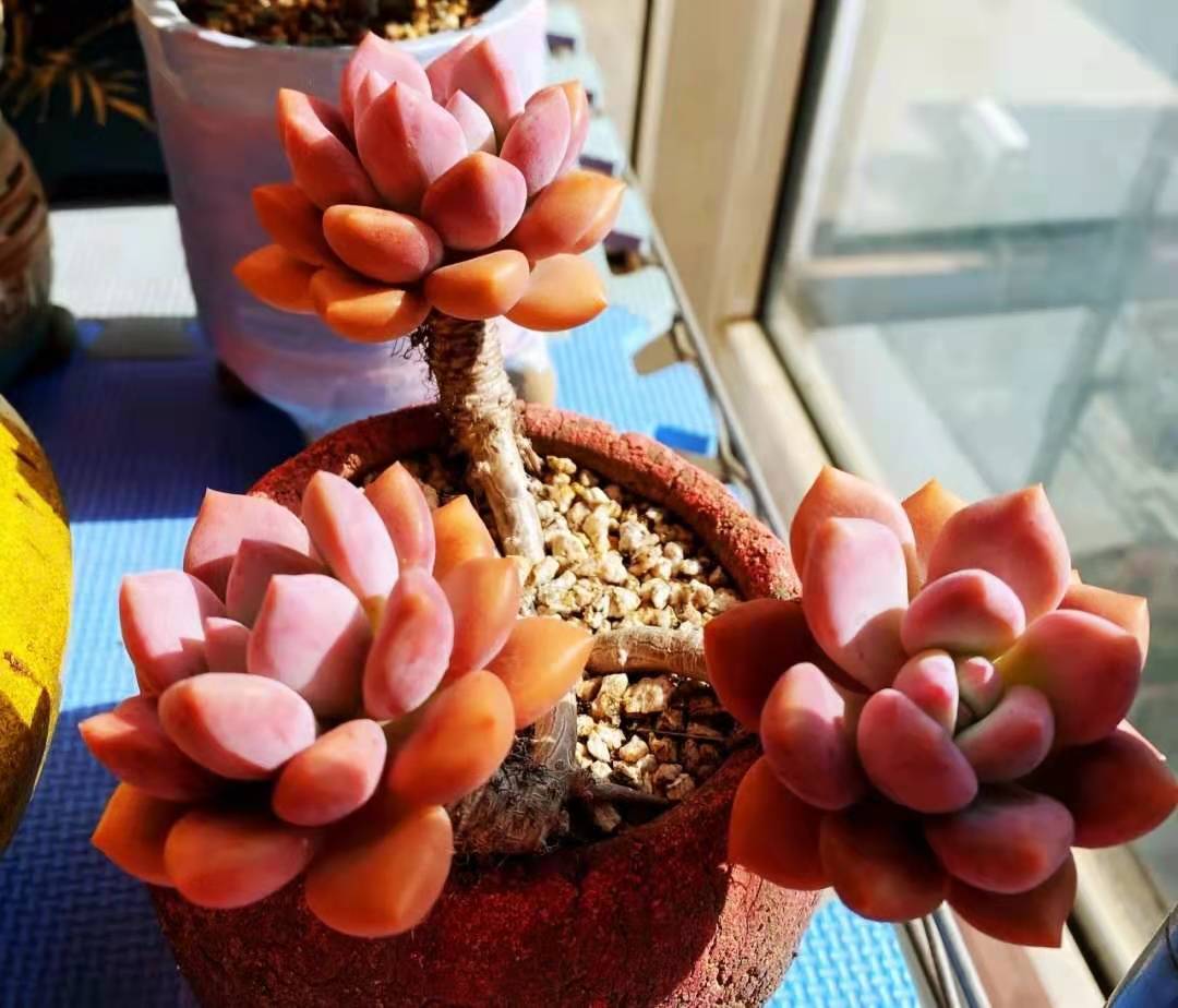 多肉奥普琳娜是跟桃蛋一样难养吗,多肉奥普琳娜多头