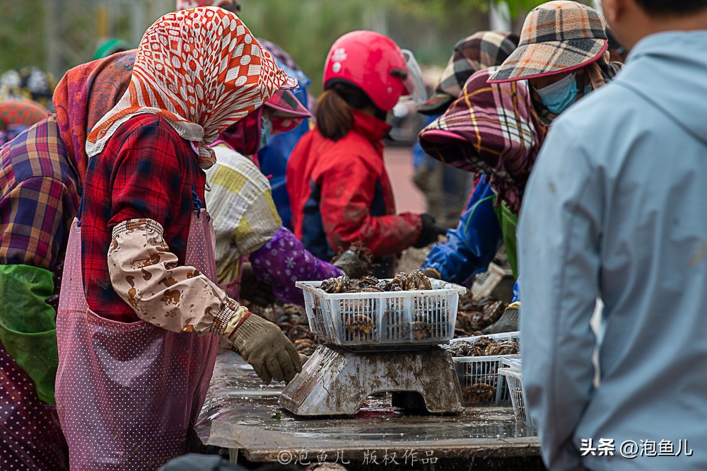 福建蓝眼泪奇观游玩攻略,福建蓝眼泪是哪个旅游景点
