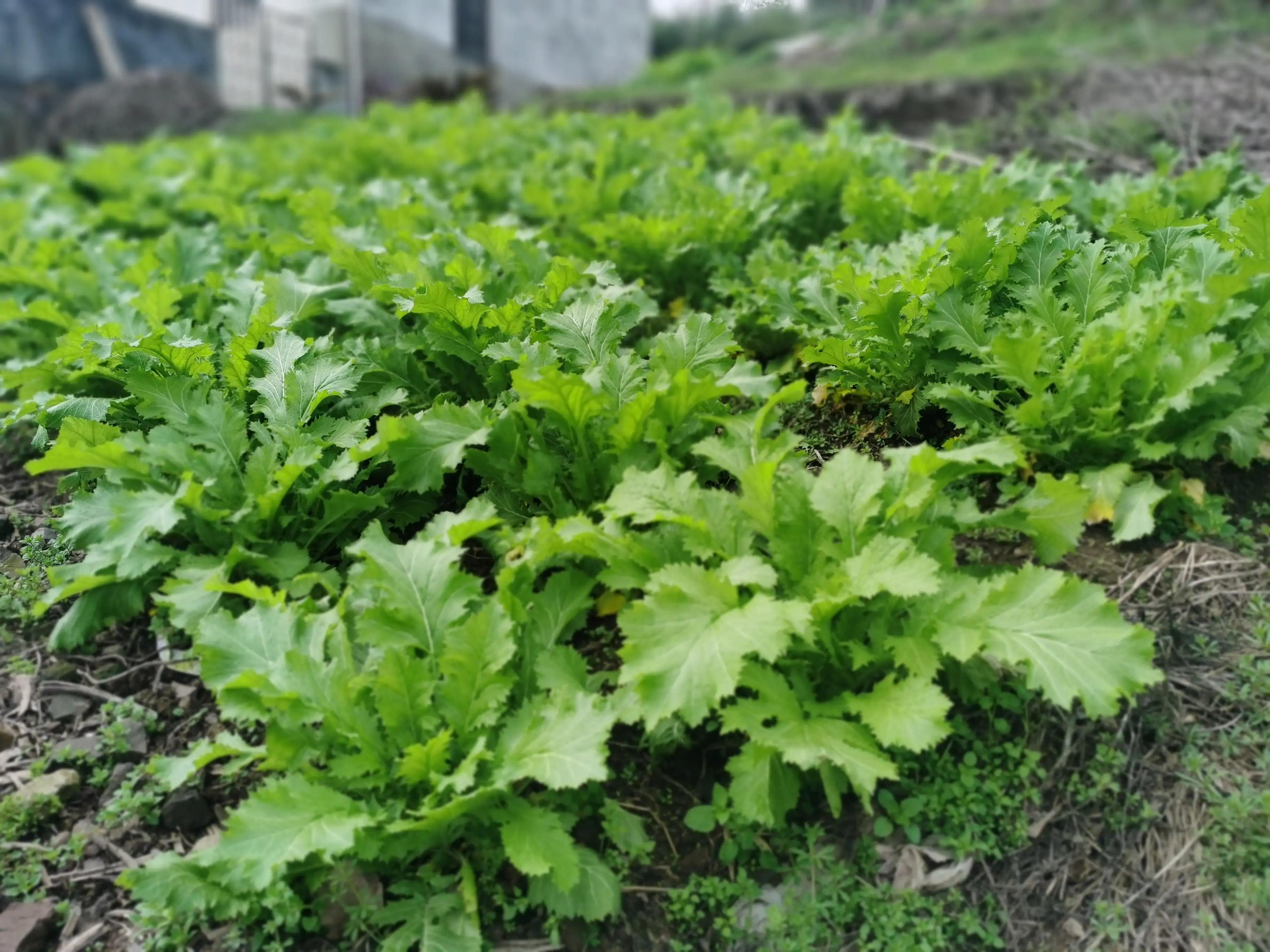 绍兴特产笋丝梅干菜的做法,绍兴特产笋丝梅干菜自产自销