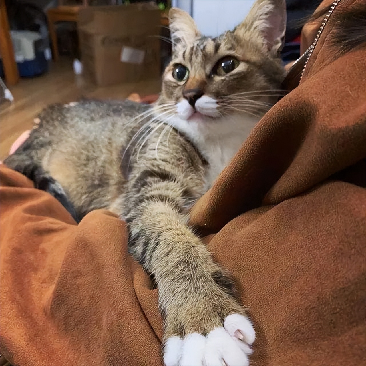 猫咪最想被抚摸的部位,猫咪最爱被摸的五个部位是什么