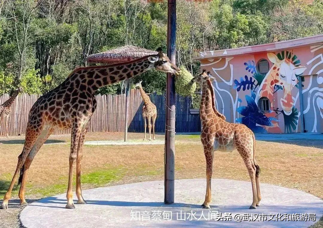 又红又大的草莓欢迎采摘,最近的草莓采摘在哪里