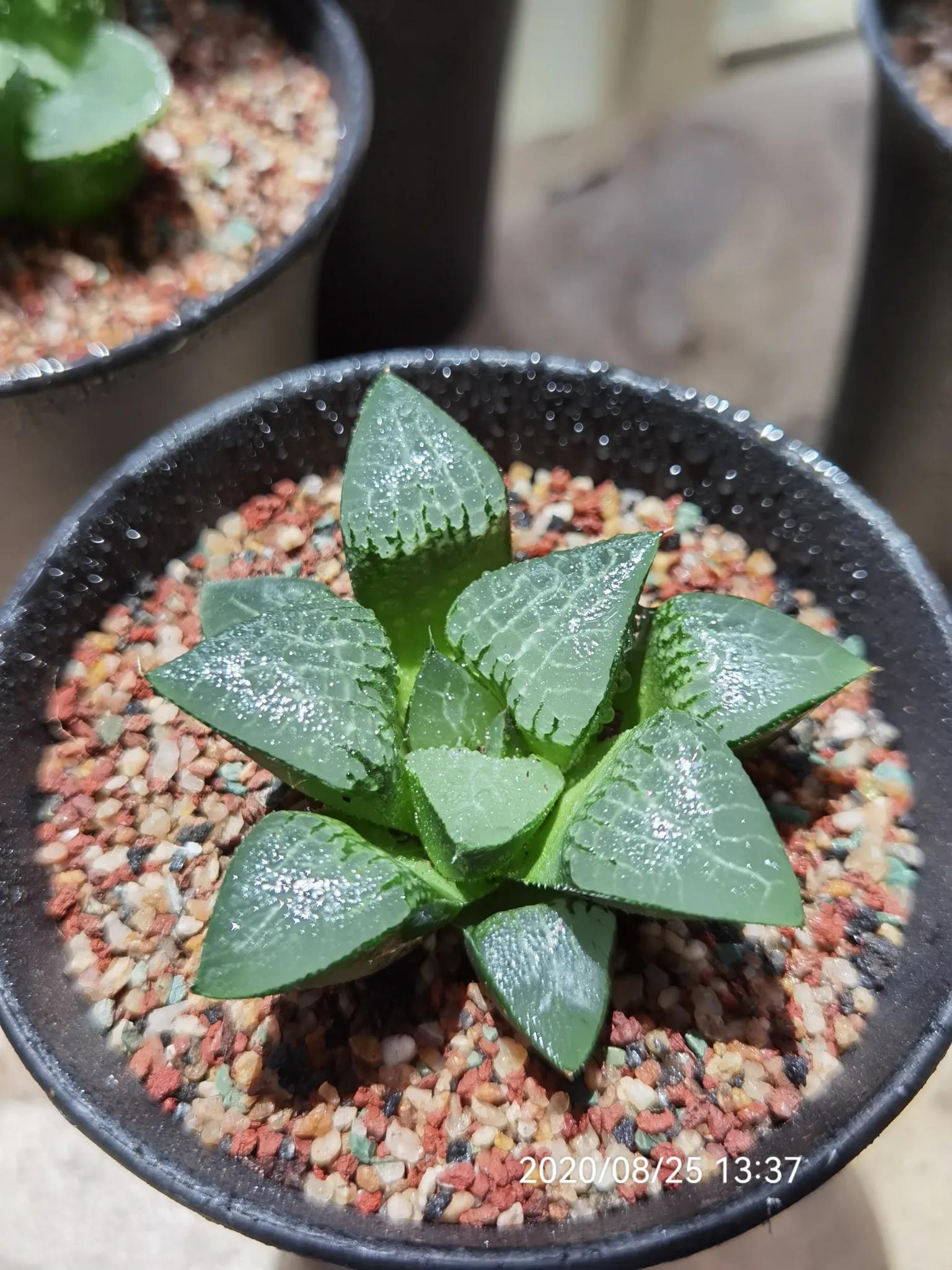 玉露种子怎么种,从种子开始种玉露