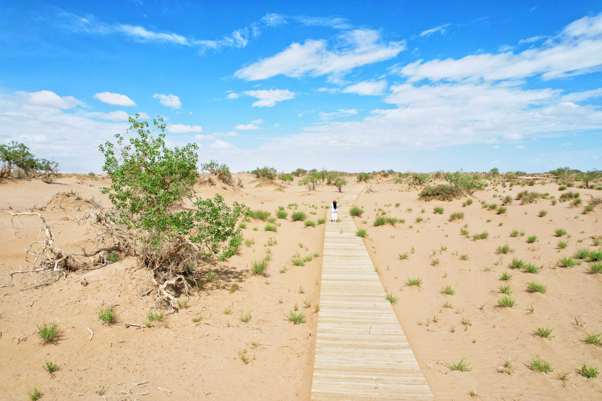 实拍格尔木胡杨林，海拔2800米，连绵1700亩，苍凉辽阔，拍照超酷