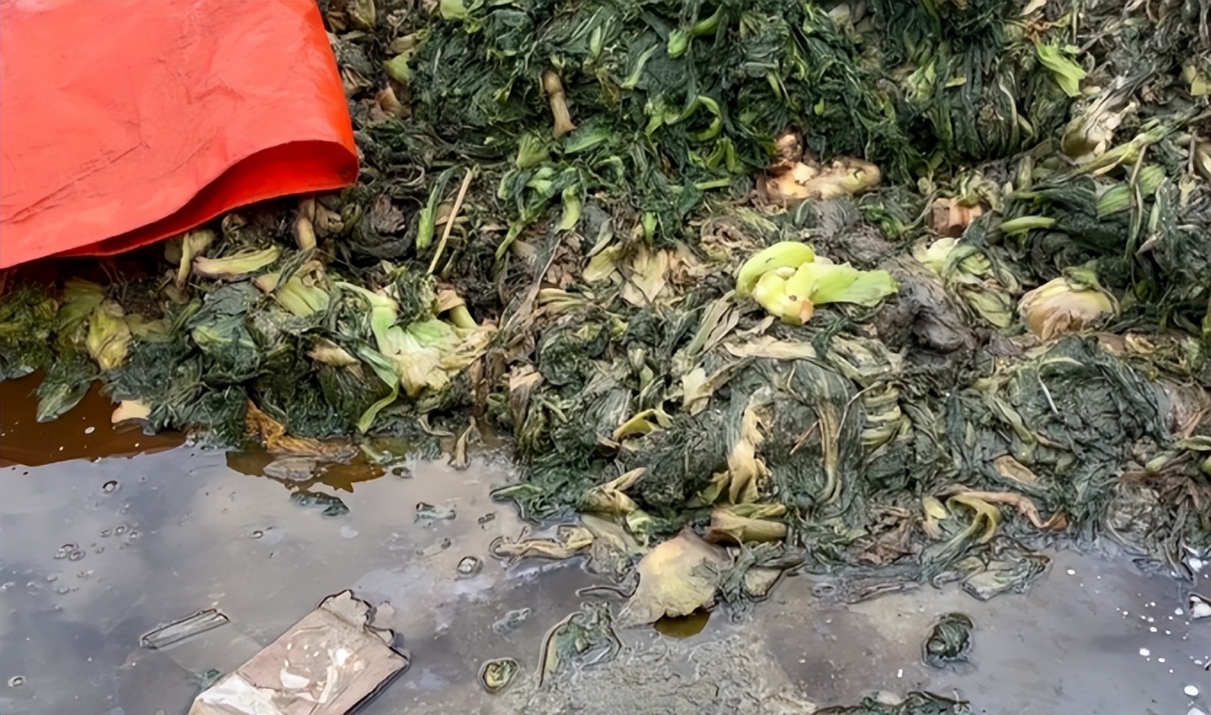 聚焦315消费者权益日橄榄菜案例,315曝光的橄榄菜是怎么回事