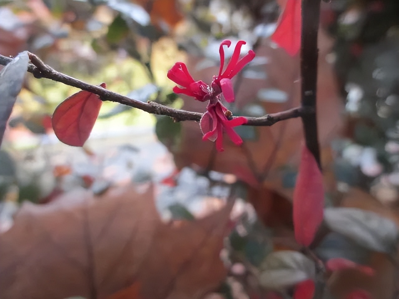 红花檵木的花图片,白花檵木花卉
