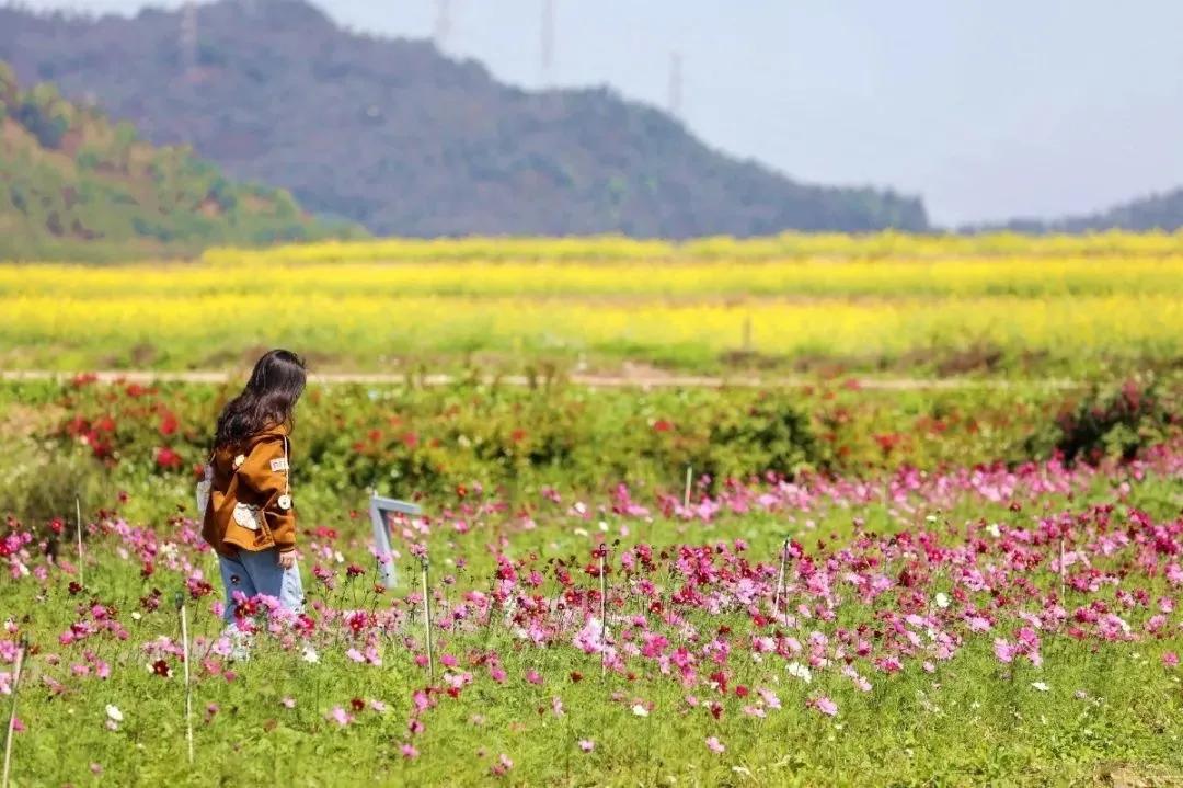 深圳甘坑客家小镇旅行,深圳甘坑古镇附近一日游攻略
