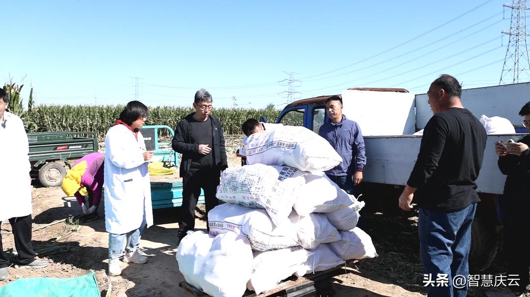 今年农户玉米亩产量,山东德州地区种啥玉米高产