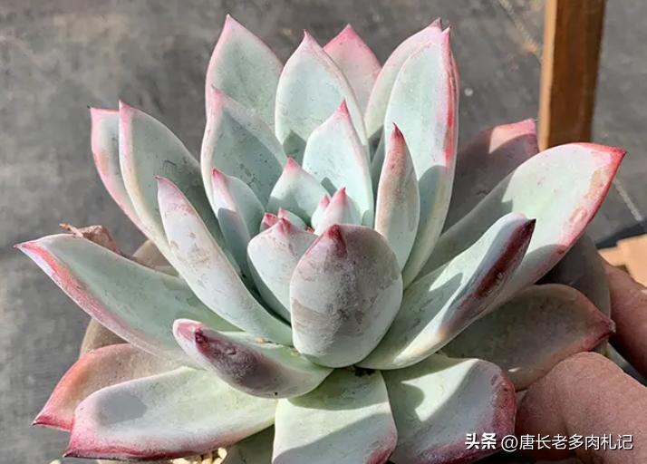 多肉野卡介绍,多肉野卡品种大全