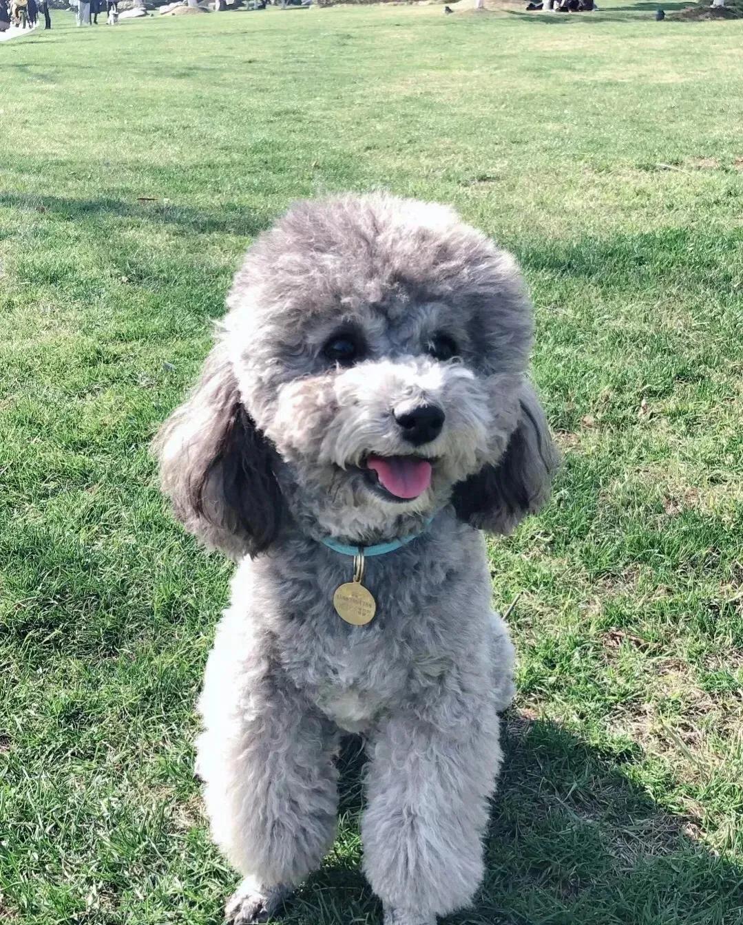 新手适合养什么中小型犬,中小型犬家养推荐新手