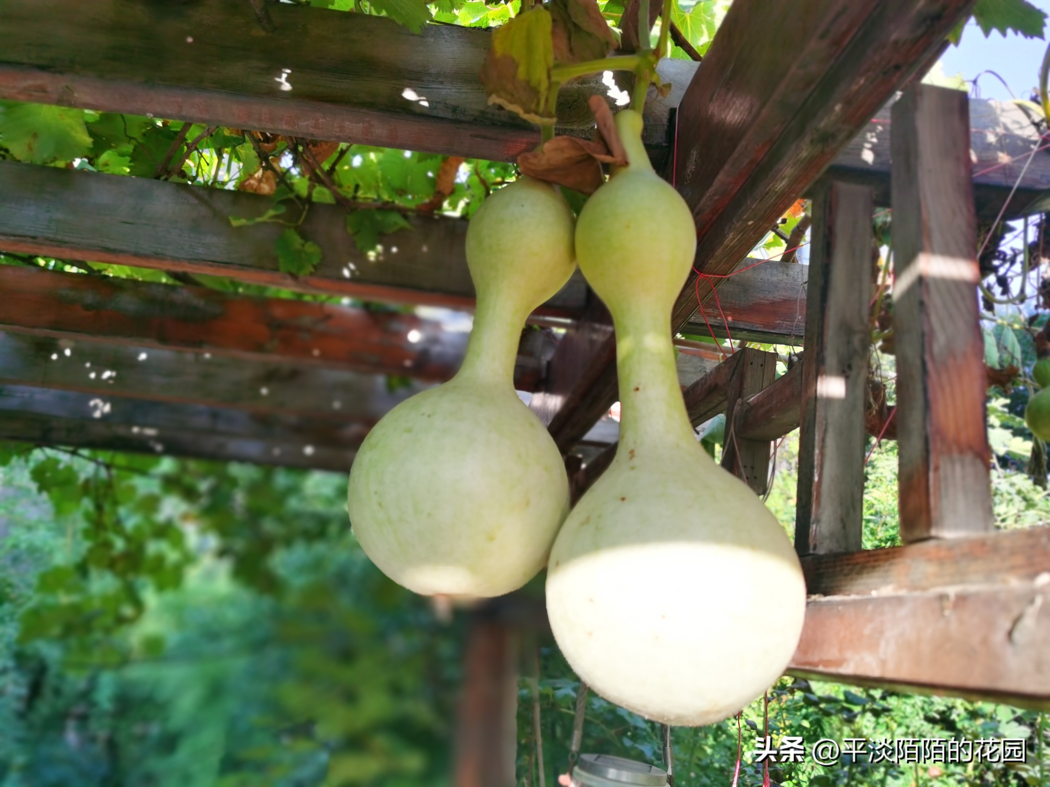 院子种什么花最好风水最旺,院子适合种什么树或花风水好