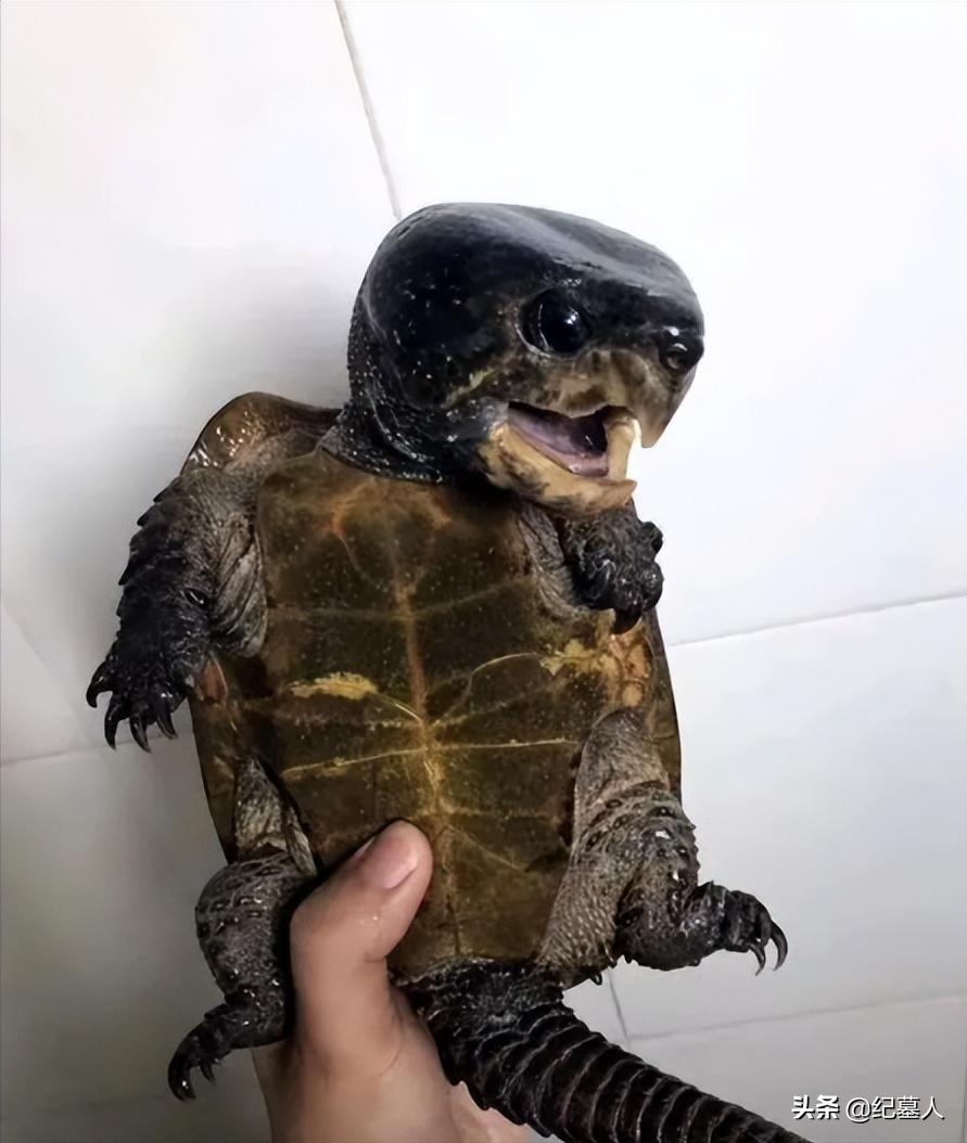 北京一男子捡到一个乌龟养了七年,12年男子捡到乌龟养了7年发现异常