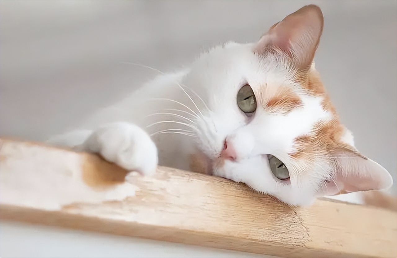 给猫咪看病要花2万块，我想把猫咪丢掉